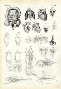 血液システム、1863-79 作： Raimundo Petraroja